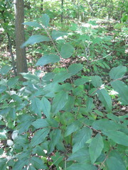 Lonicera maximowiczii