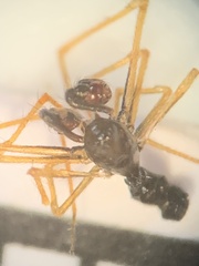 Theridiidae