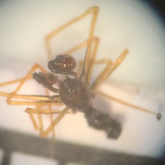 Theridiidae