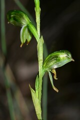 Pterostylis diminuta