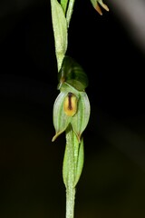 Pterostylis diminuta