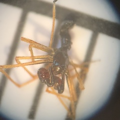 Theridiidae