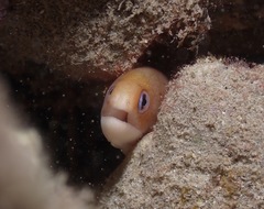 Gymnothorax melatremus