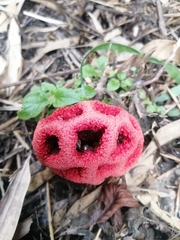 Clathrus ruber