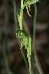 Pterostylis diminuta