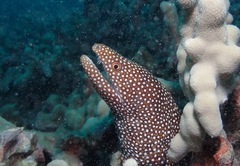 Gymnothorax meleagris