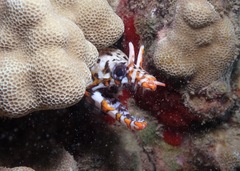 Enchelycore pardalis
