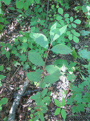 Lonicera maximowiczii