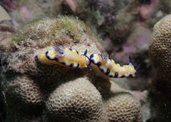 Hypselodoris imperialis