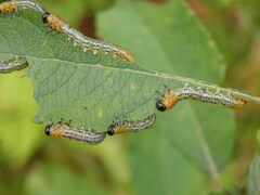 Euura miliaris