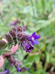 Anchusa officinalis