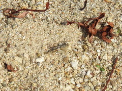 Oedipoda caerulescens