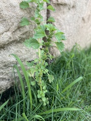 Urtica urens
