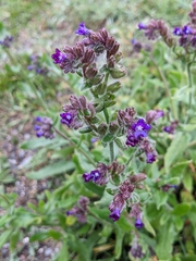 Anchusa officinalis