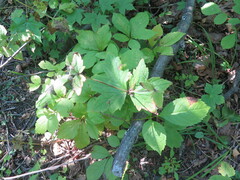 Geranium platyanthum
