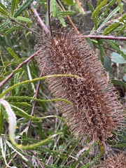 Banksia