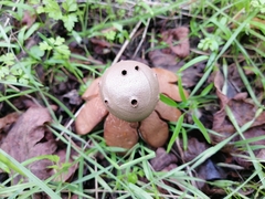 Myriostoma coliforme