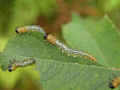 Euura miliaris