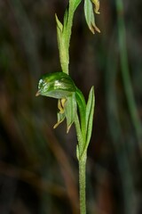 Pterostylis diminuta