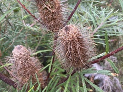 Banksia