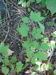 Ribes maximoviczianum