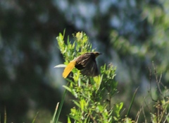 Icterus bullockii