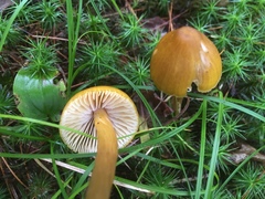 Entoloma luteum
