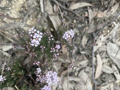 Euryomyrtus ramosissima