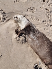 Aonyx capensis capensis