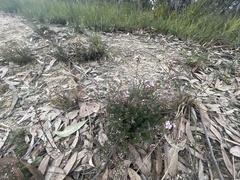 Euryomyrtus ramosissima