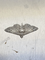Gymnoscelis rufifasciata