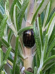 Chrysolina americana