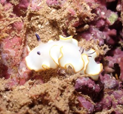 Ardeadoris scottjohnsoni