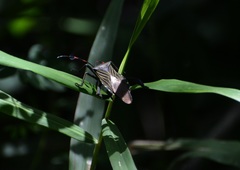 Pachylis acutangulus