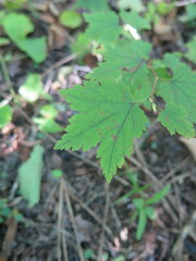 Ribes maximoviczianum