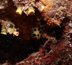 Phyllidia polkadotsa
