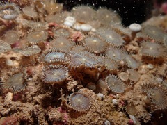 Palythoa heliodiscus