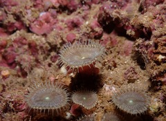 Palythoa heliodiscus