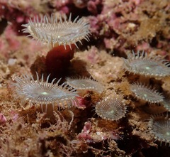 Palythoa heliodiscus