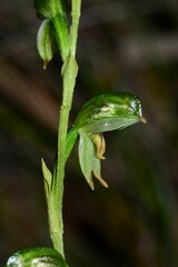 Pterostylis diminuta