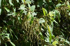 Myriocarpa heterospicata