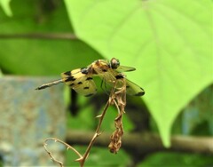 Rhyothemis variegata