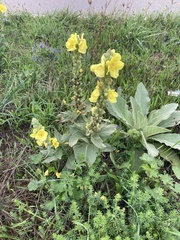 Verbascum phlomoides