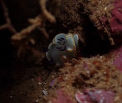 Ardeadoris scottjohnsoni