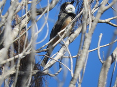 Pachycephala rufiventris