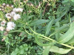 Senecio sarracenicus