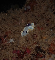 Ardeadoris scottjohnsoni