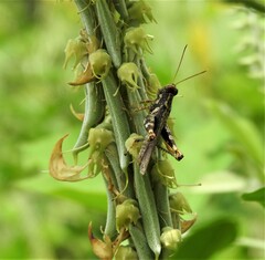 Pirithoicus ophthalmicus