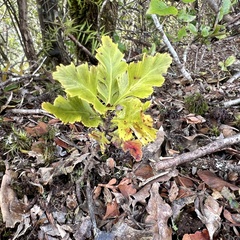 Phyllocladus alpinus