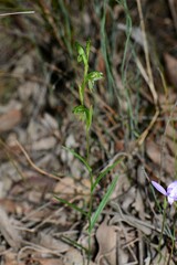 Pterostylis diminuta
